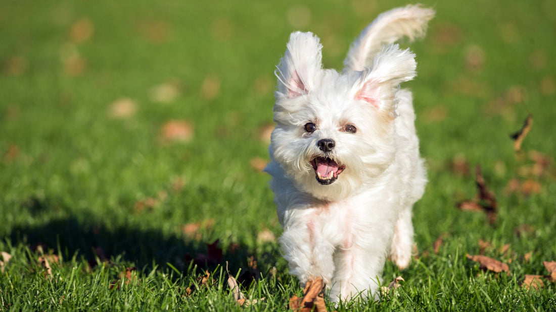 Keep Your Pup Fit and Happy: 7 Healthy Exercises for Dogs