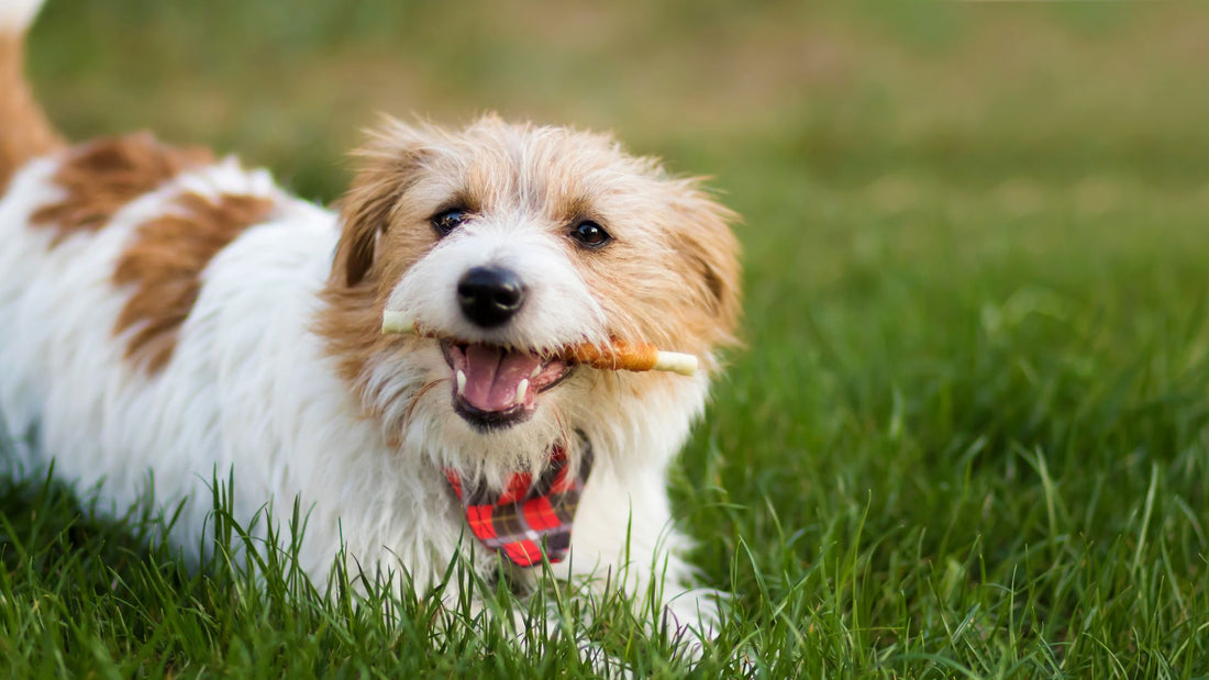 How to Teach Your Dog to Lay Down