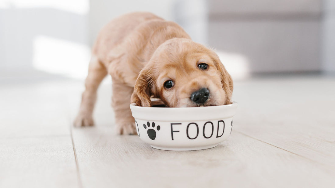 Healthy Ways to Feed Your Small Dog