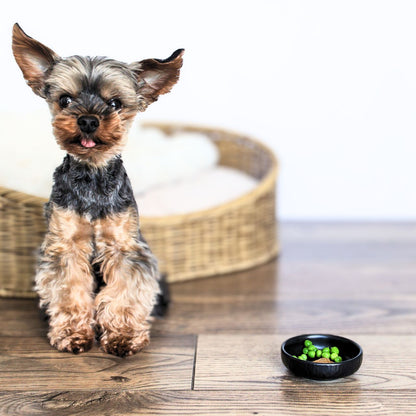 Delightful Dog Bowl (Set of Three)